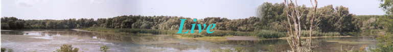 Live